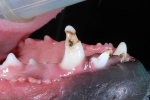 Enamel Defect on Canine Tooth